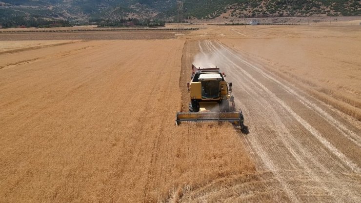 "Sarı altın" hasadı başladı