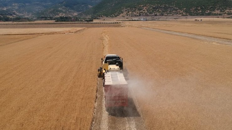 "Sarı altın" hasadı başladı