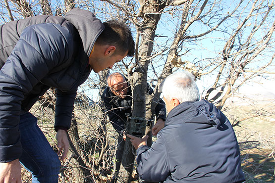 cizgili-sirtlan-fotokapana-takildi3.jpg