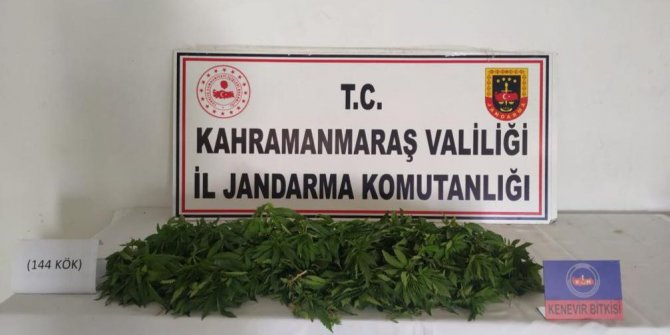 kahramanmarasta-kenevir-yetistirmek-icin-damlama-sulama-sistemi-kurdu-yakalandi.jpeg