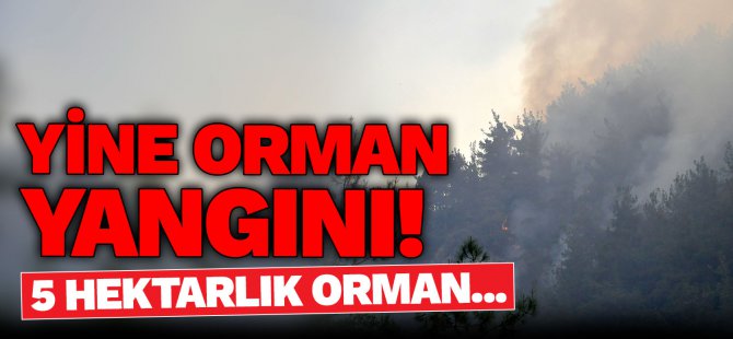 yine-orman-yangini-5-hektarlik-orman.jpg